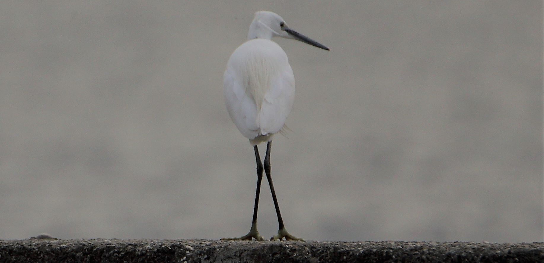 egret 02-03-2022