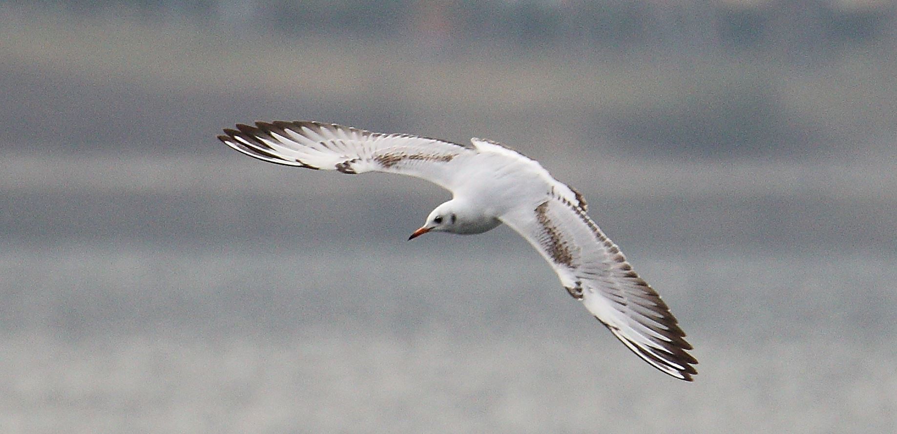 terrestrial gull 02-03-2022