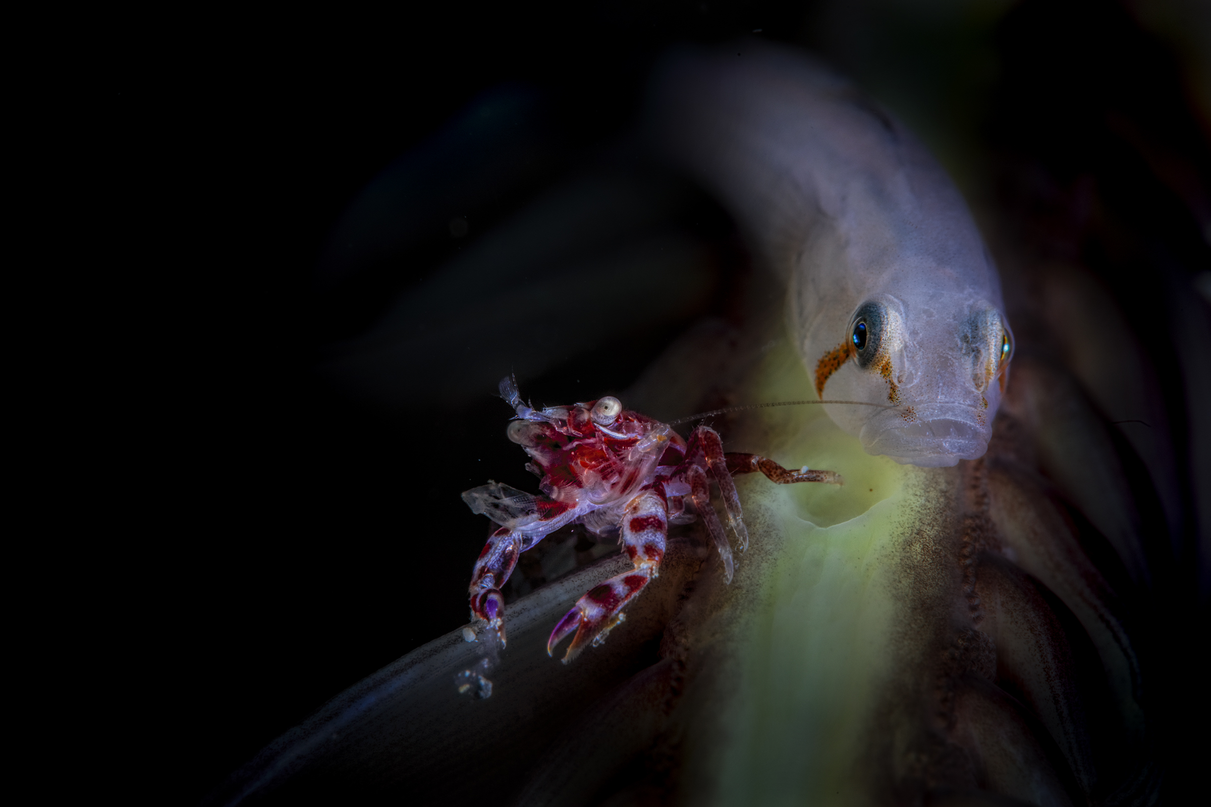 jump !!!! granchio di porcellana e gobide