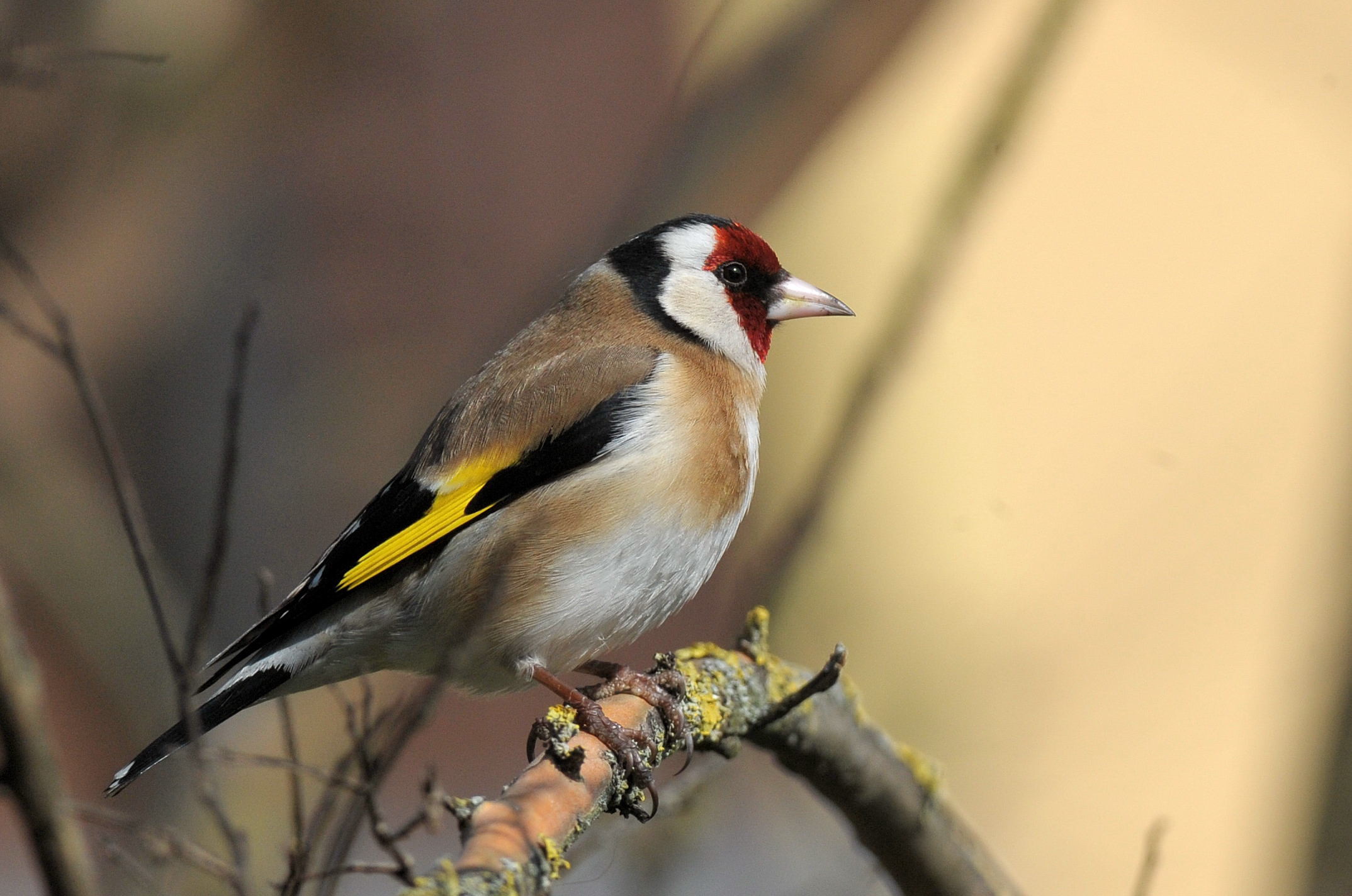 cardellino