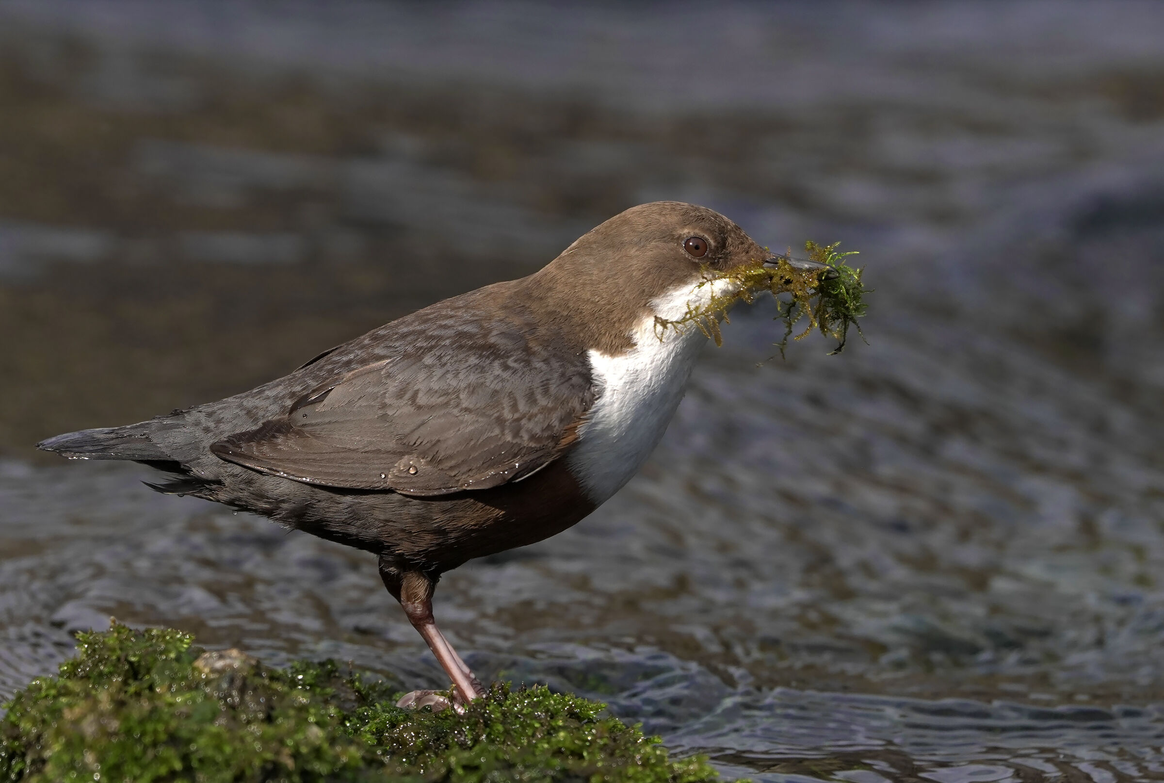 con materiale da costruzione