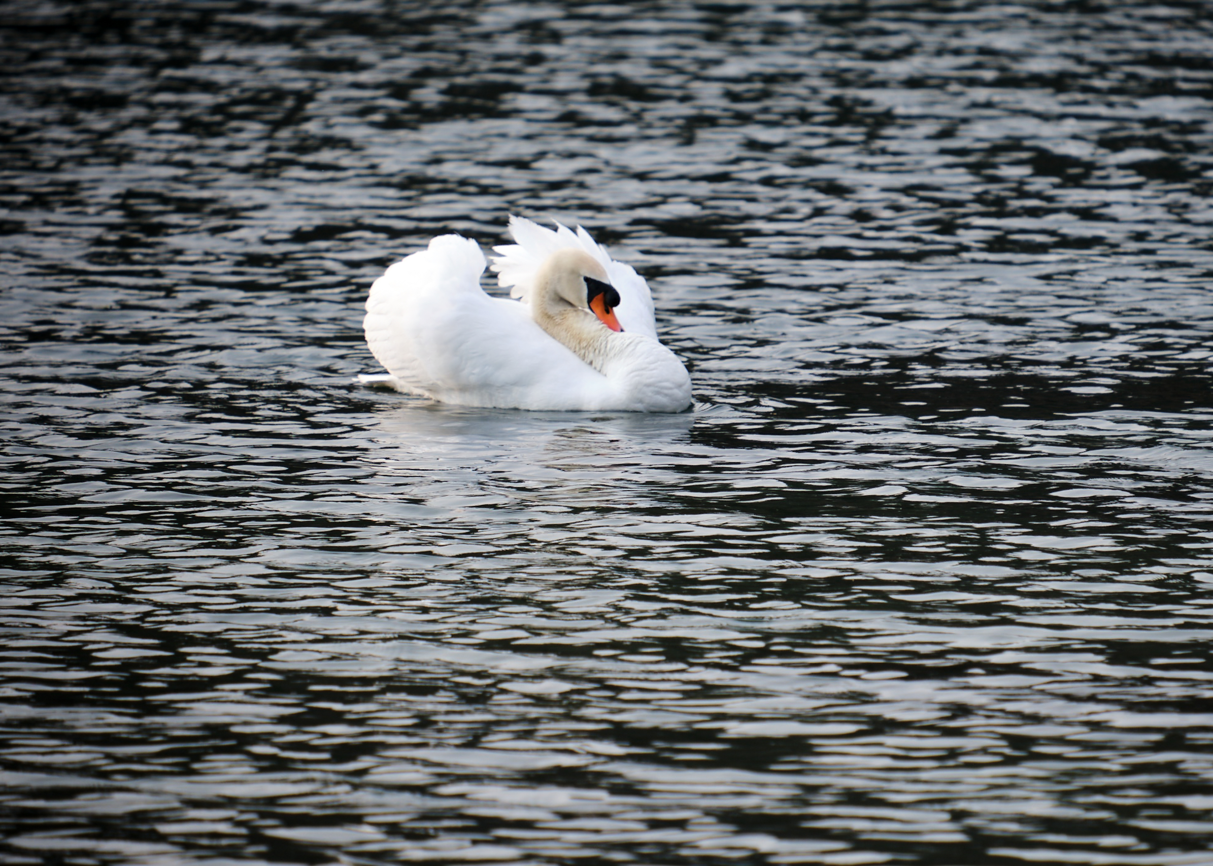 Mute swan