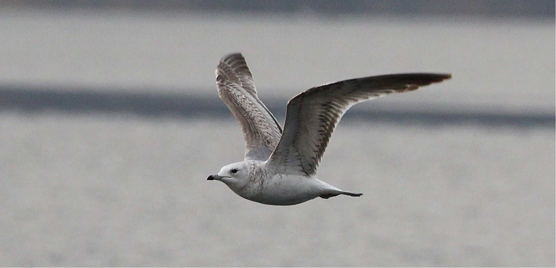 terrestrial gull 02-03-2022