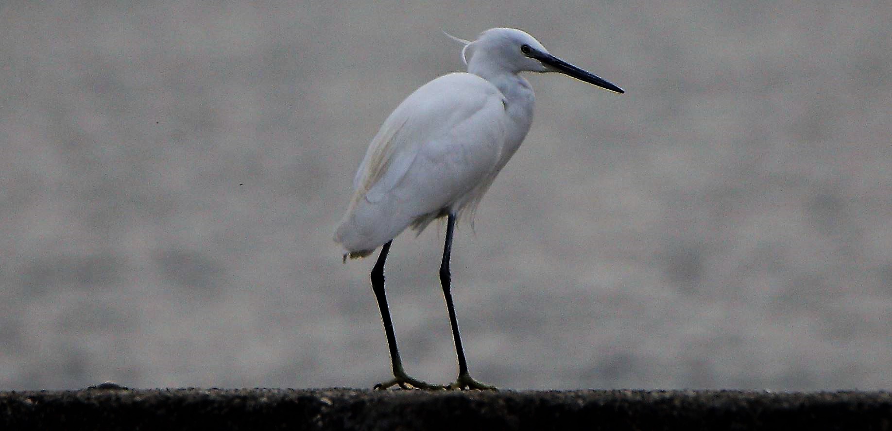 egret 02-03-2022