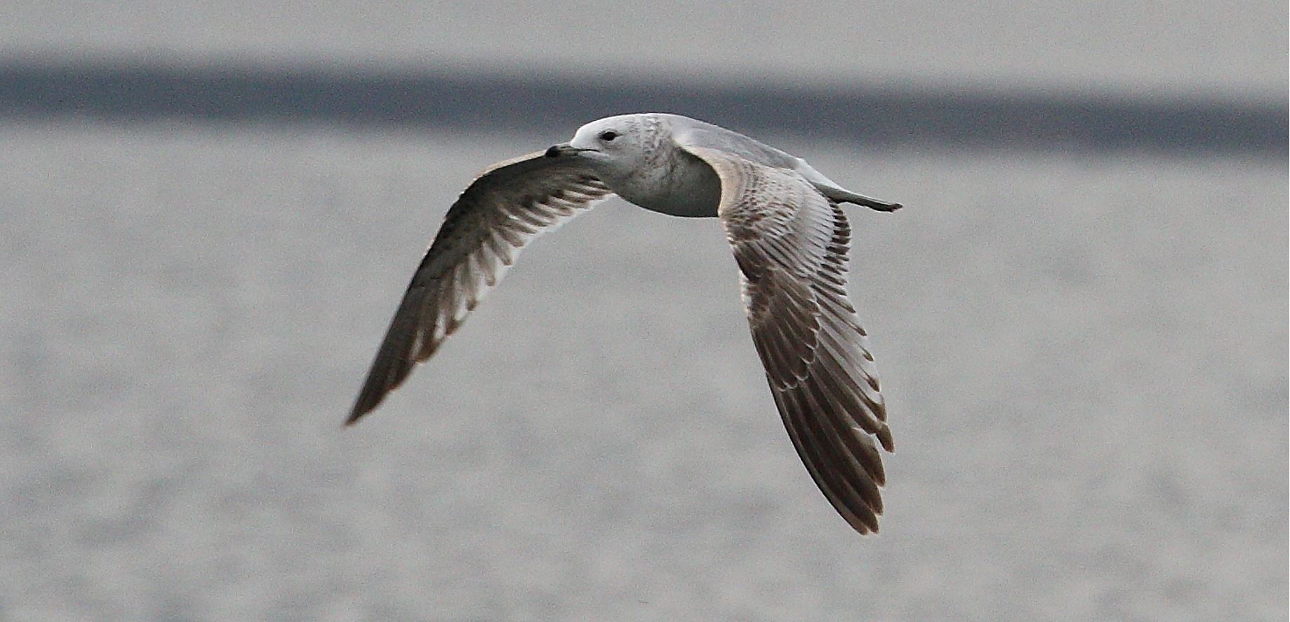 terrestrial gull 02-03-2022