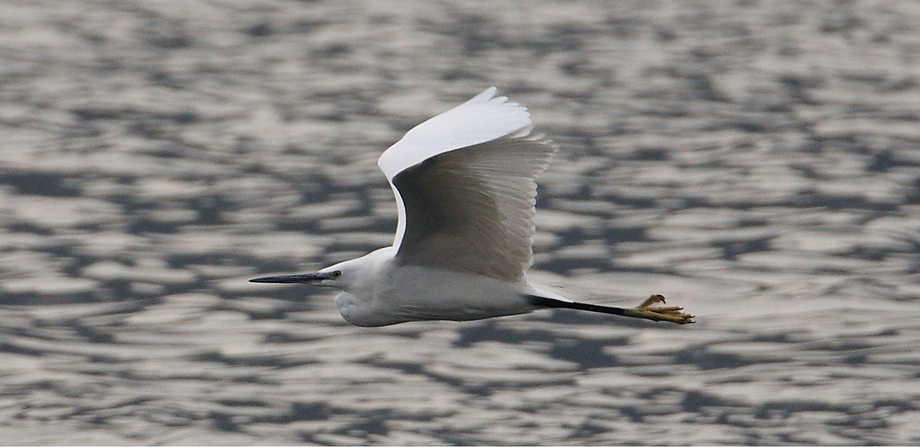 egret 02-03-2022