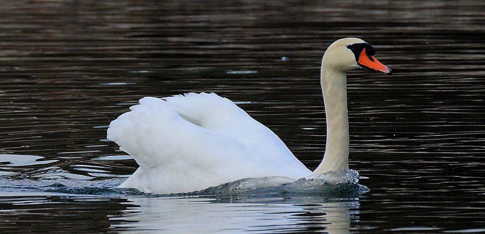 swan 02-03-2022