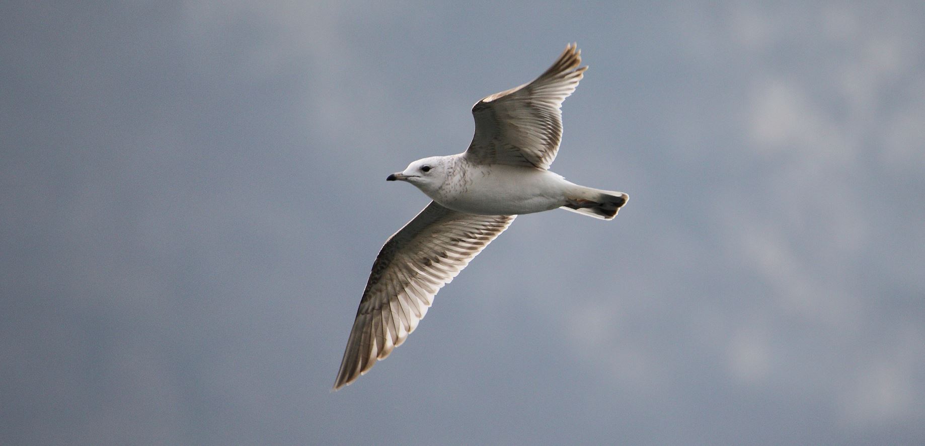 terrestrial gull 02-03-2022