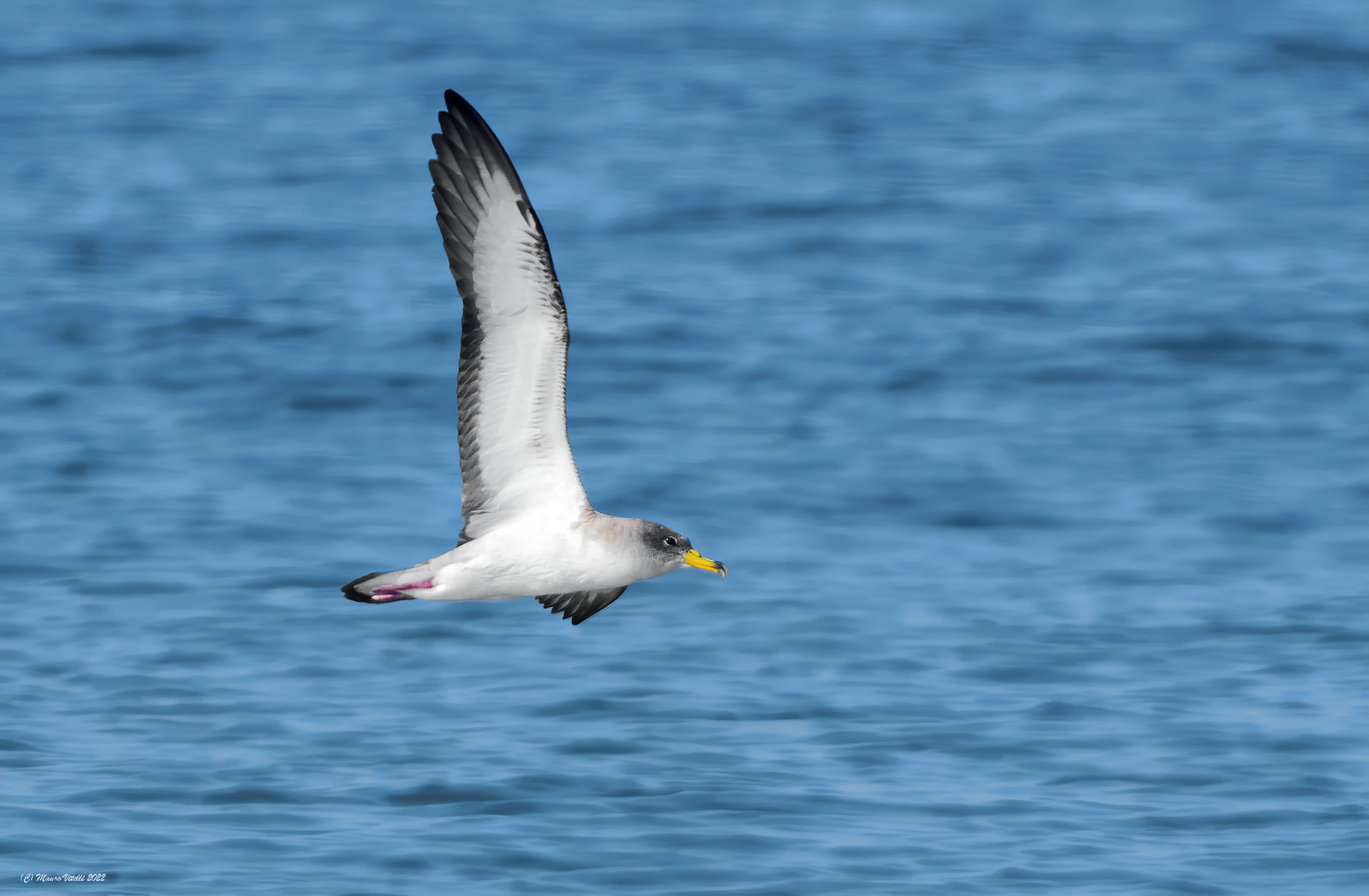 Shearwater (Colanectris diomedea diomedea)