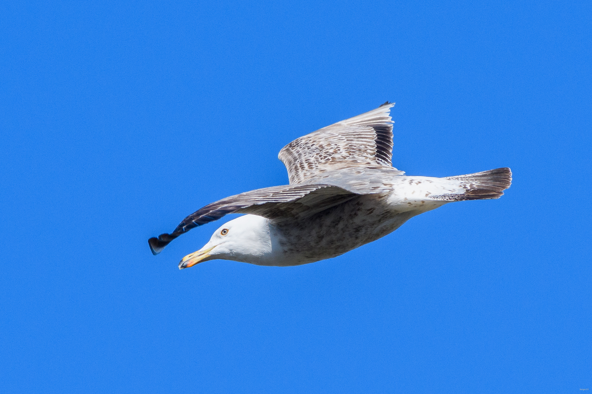 Gull