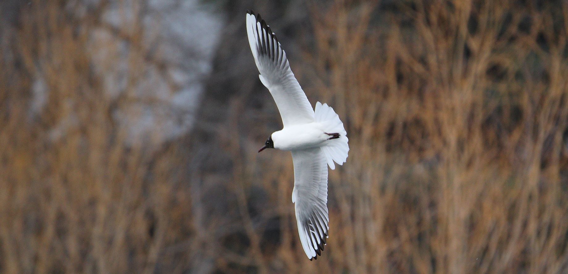 terrestrial gull 02-03-2022