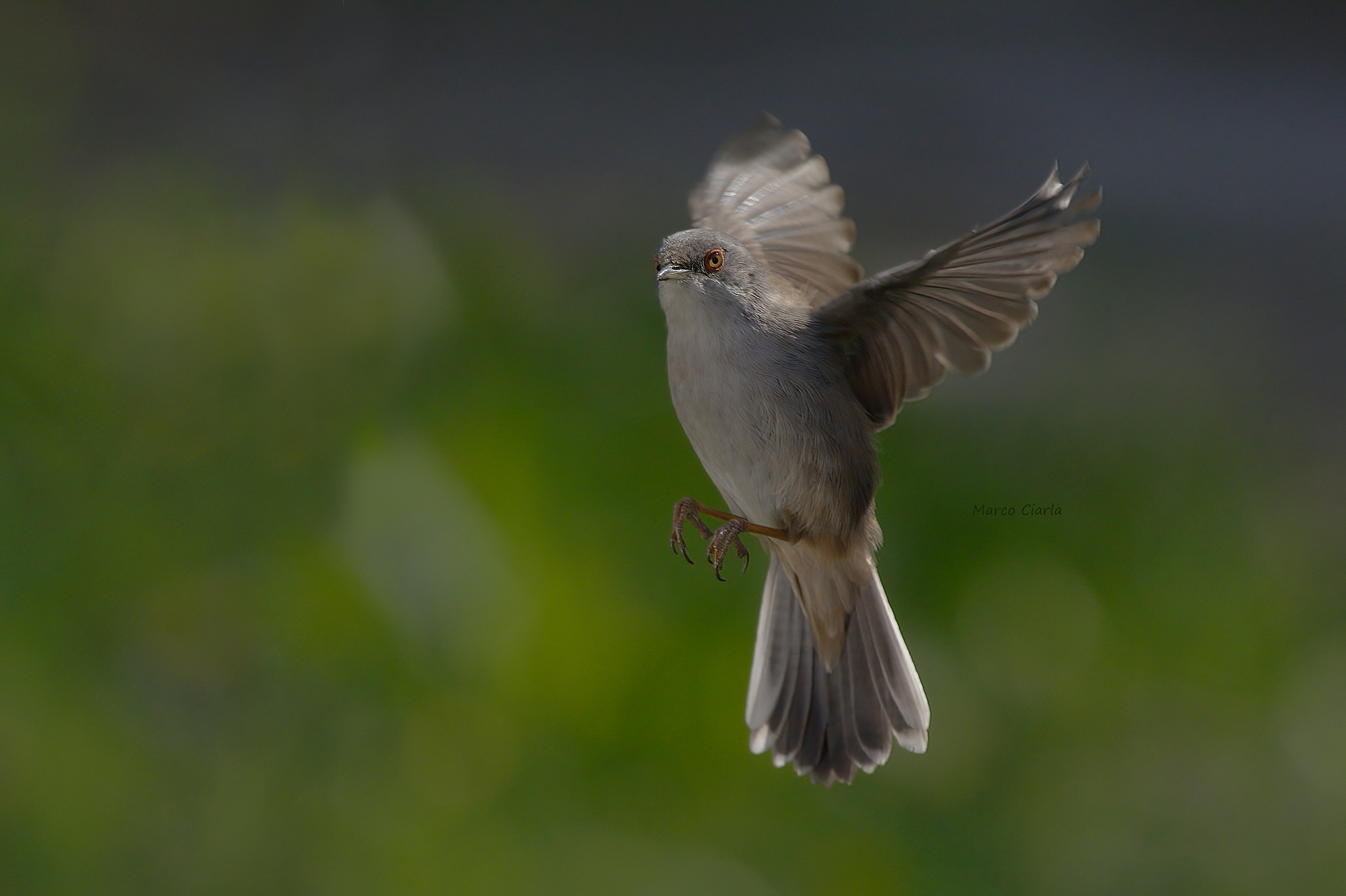 Occhiocotto f.(Sylvia melanocephala )