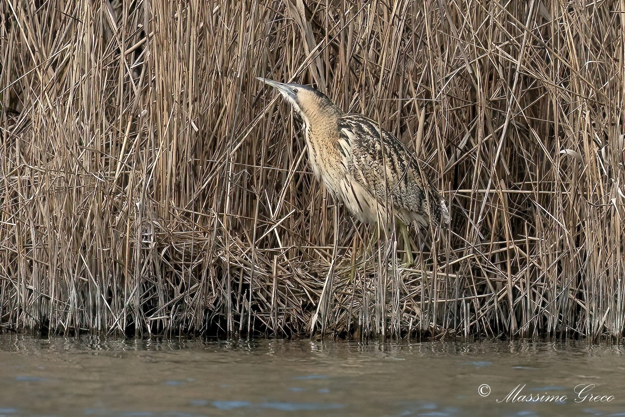 Bittern (Botaurus stellaris)