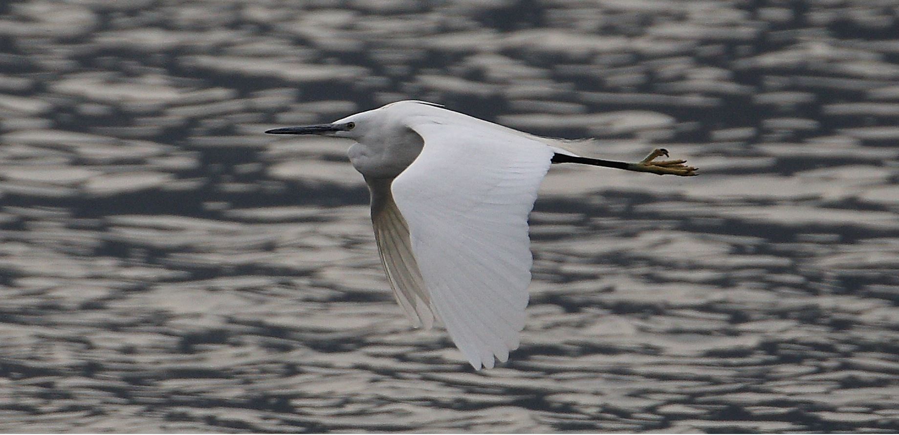 egret 02-03-2022