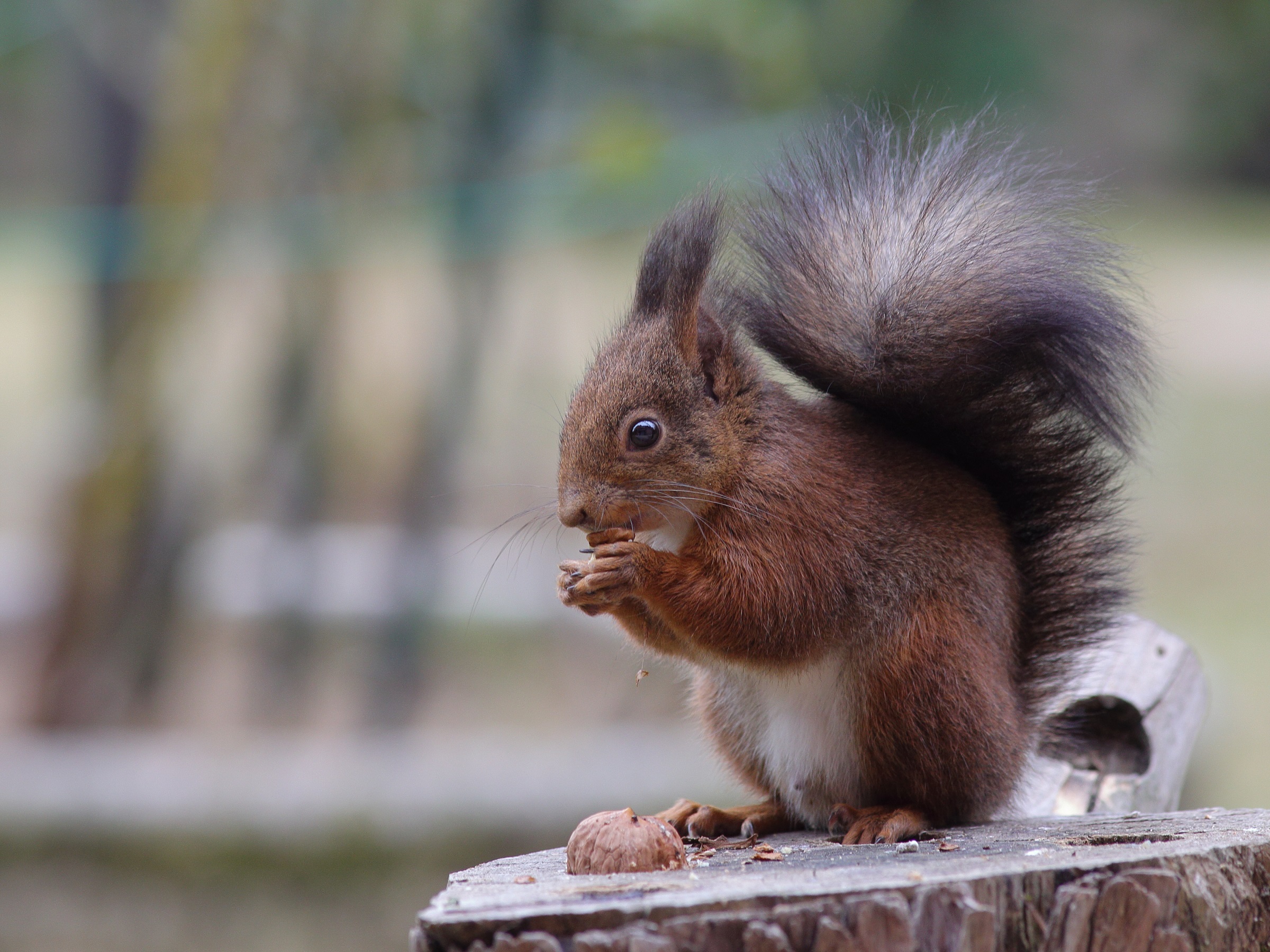 Sciurus vulgaris   scoiattolo