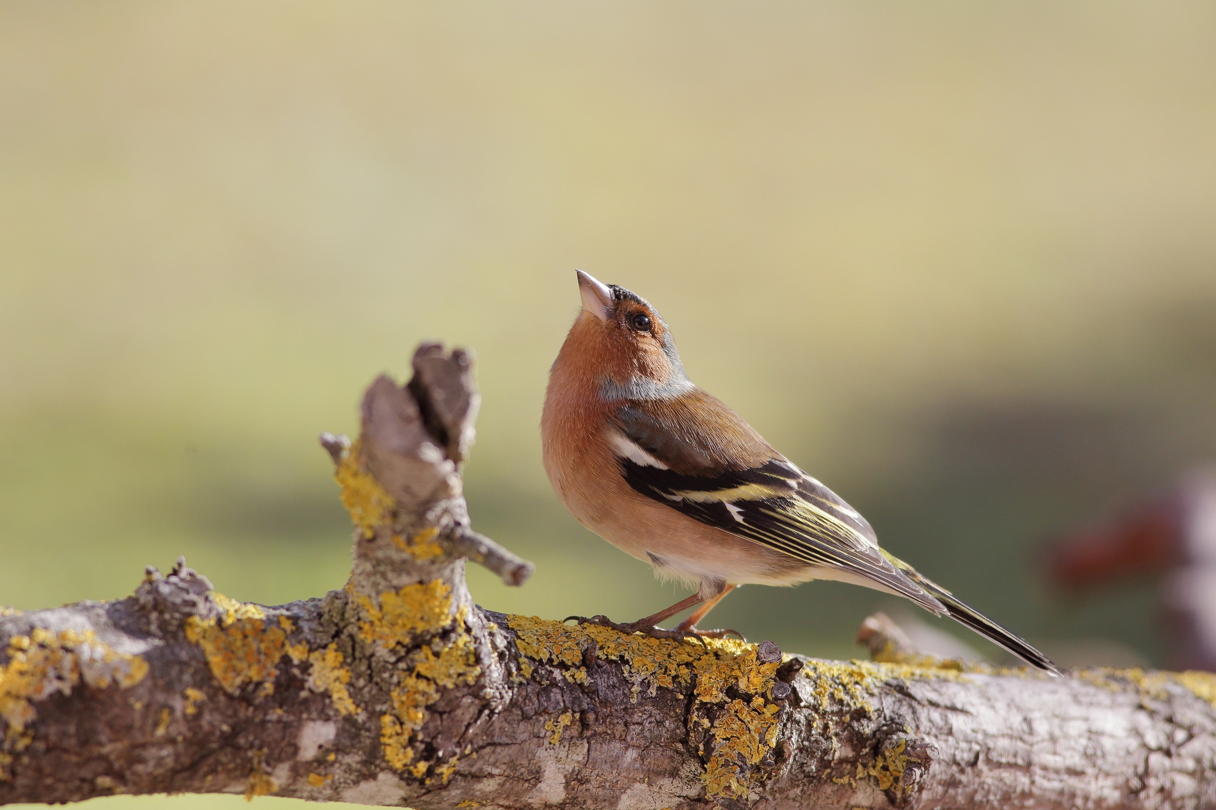 Fringilla coelebs   fringuello