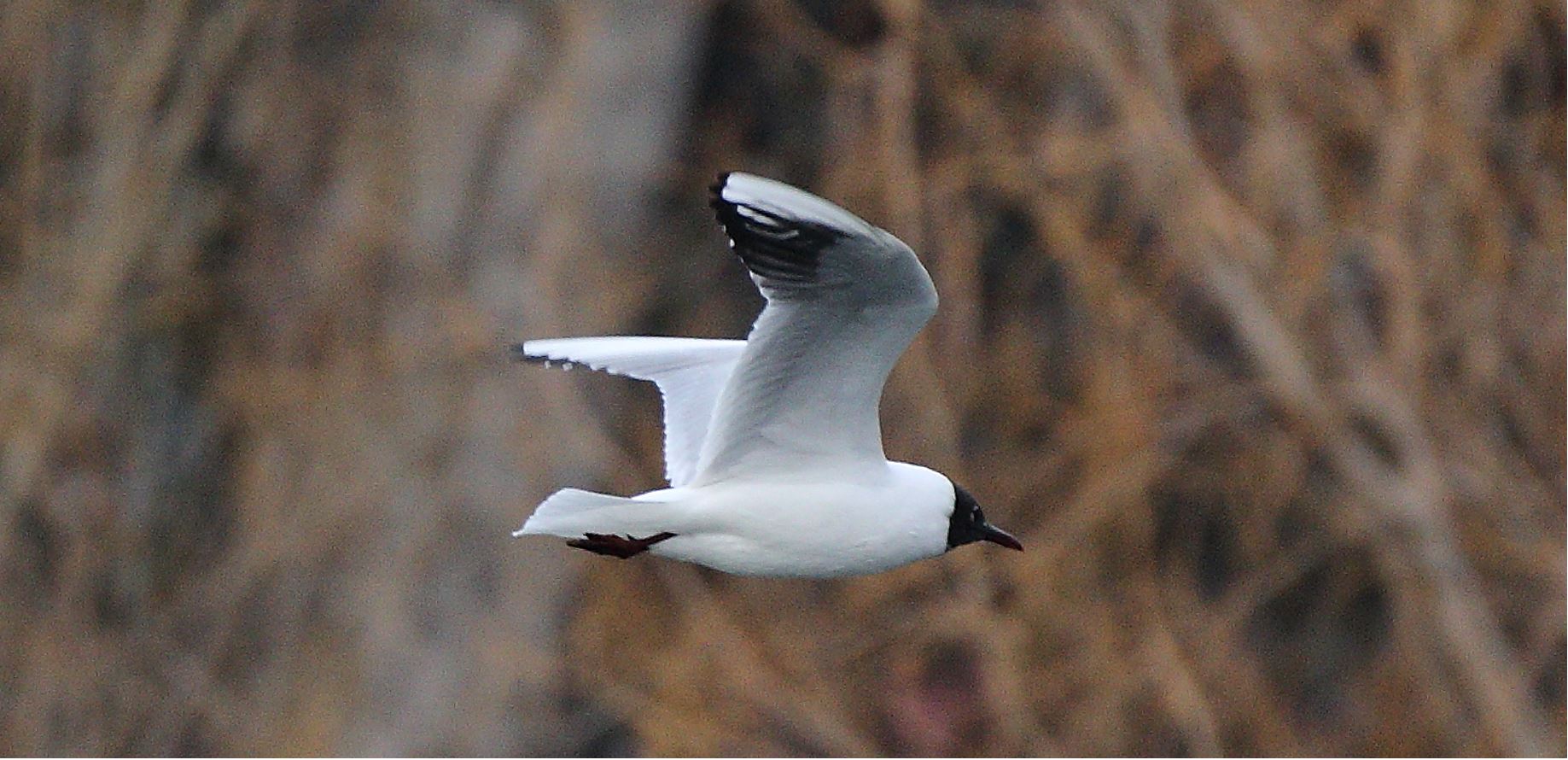 terrestrial gull 02-03-2022