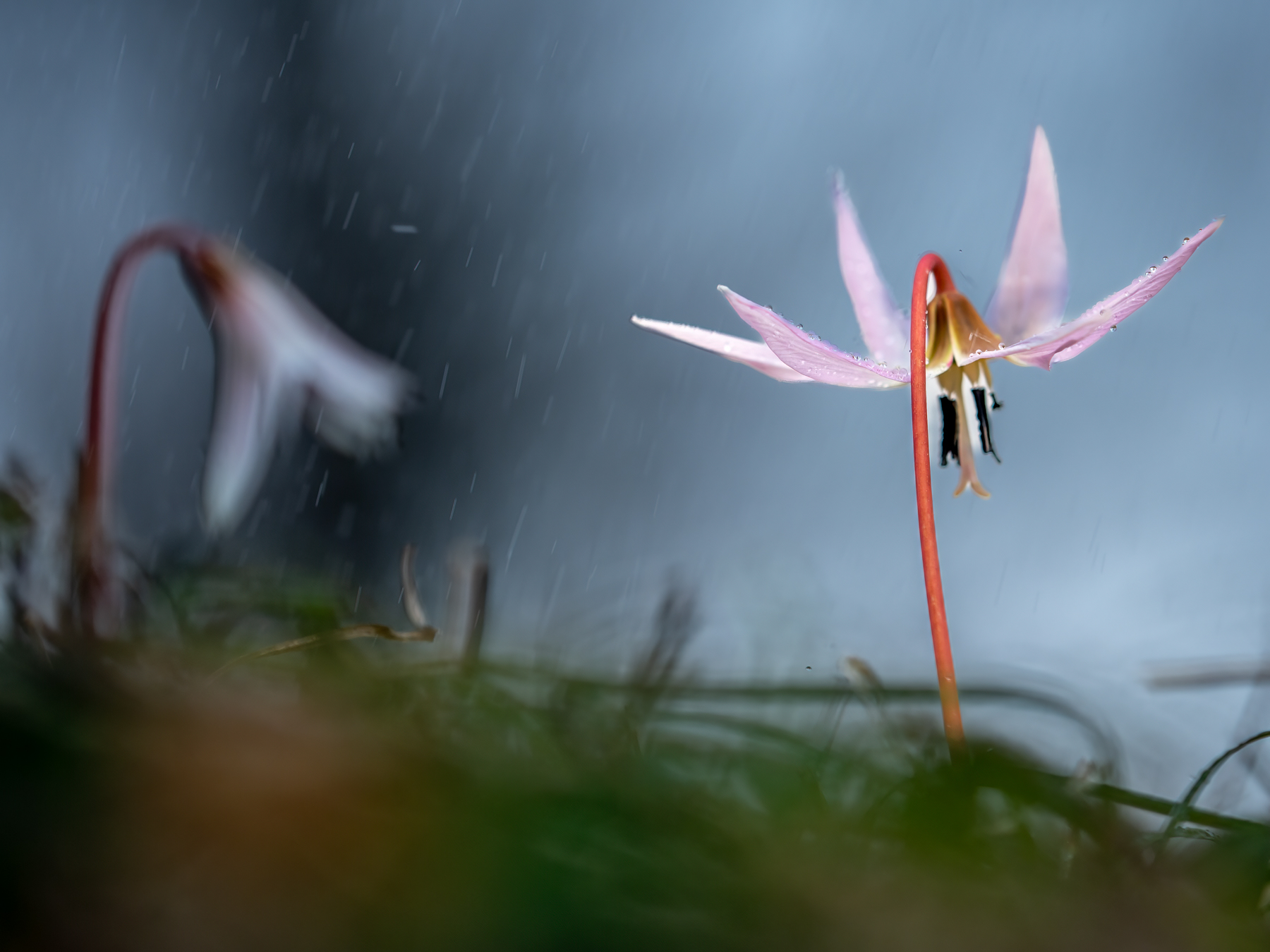 Dente di Cane (Erythronium dens-canis)