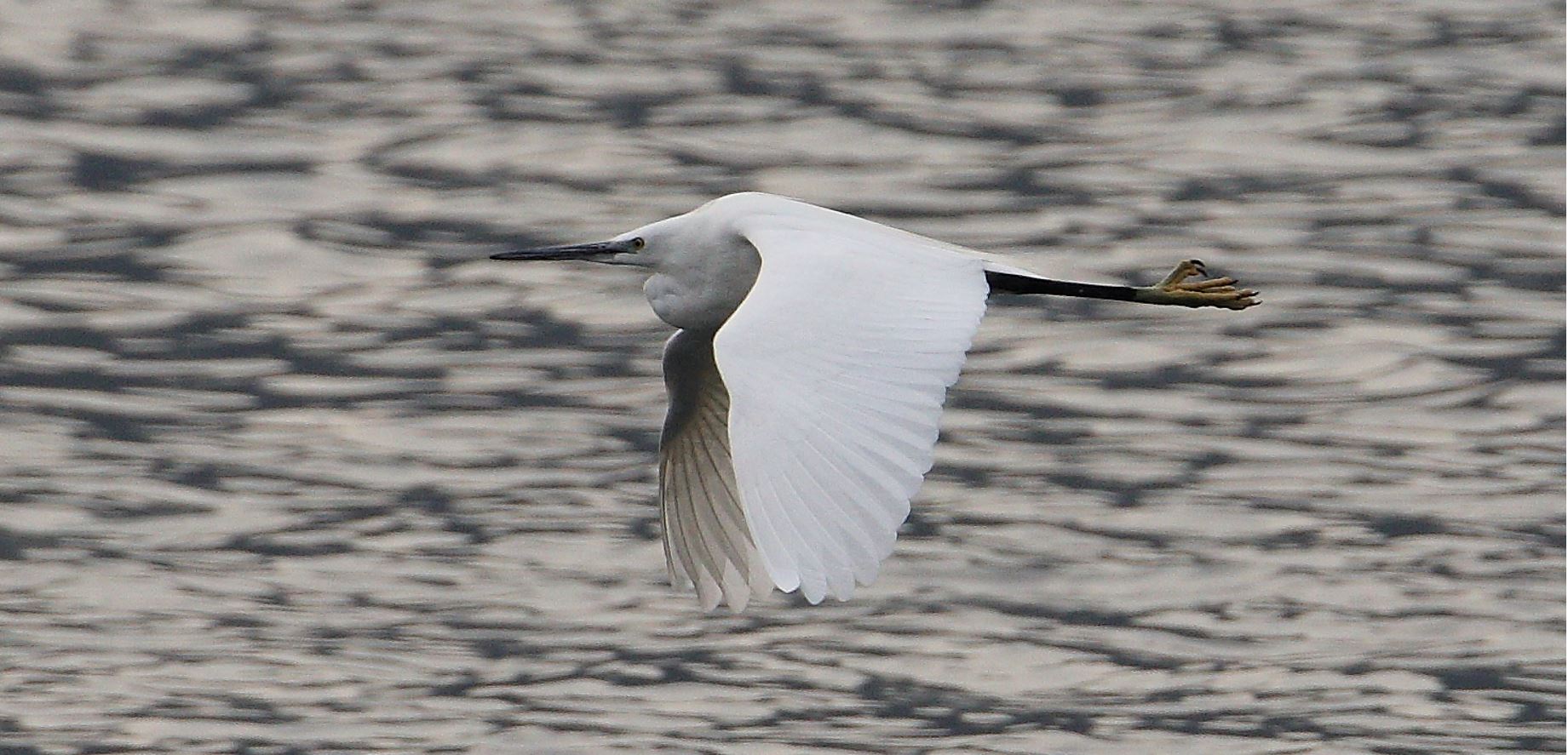 egret 02-03-2022