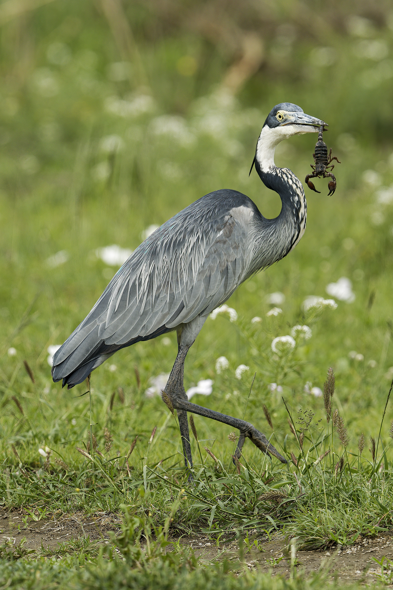 di che segno zodiacale sei?