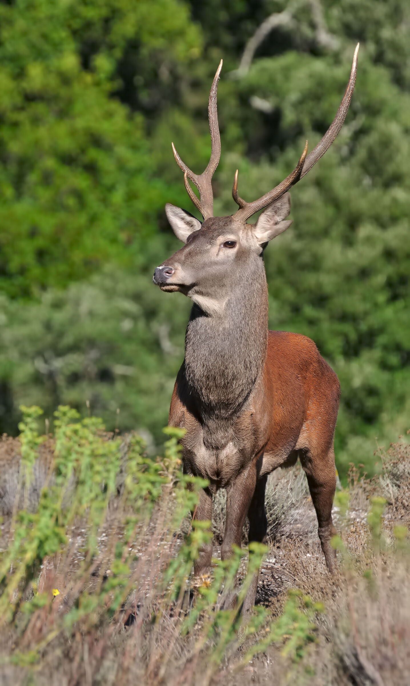 Sardinian deer