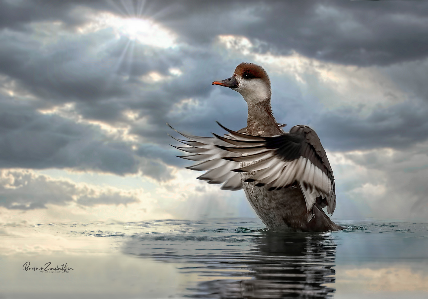 Fistione turco femmina