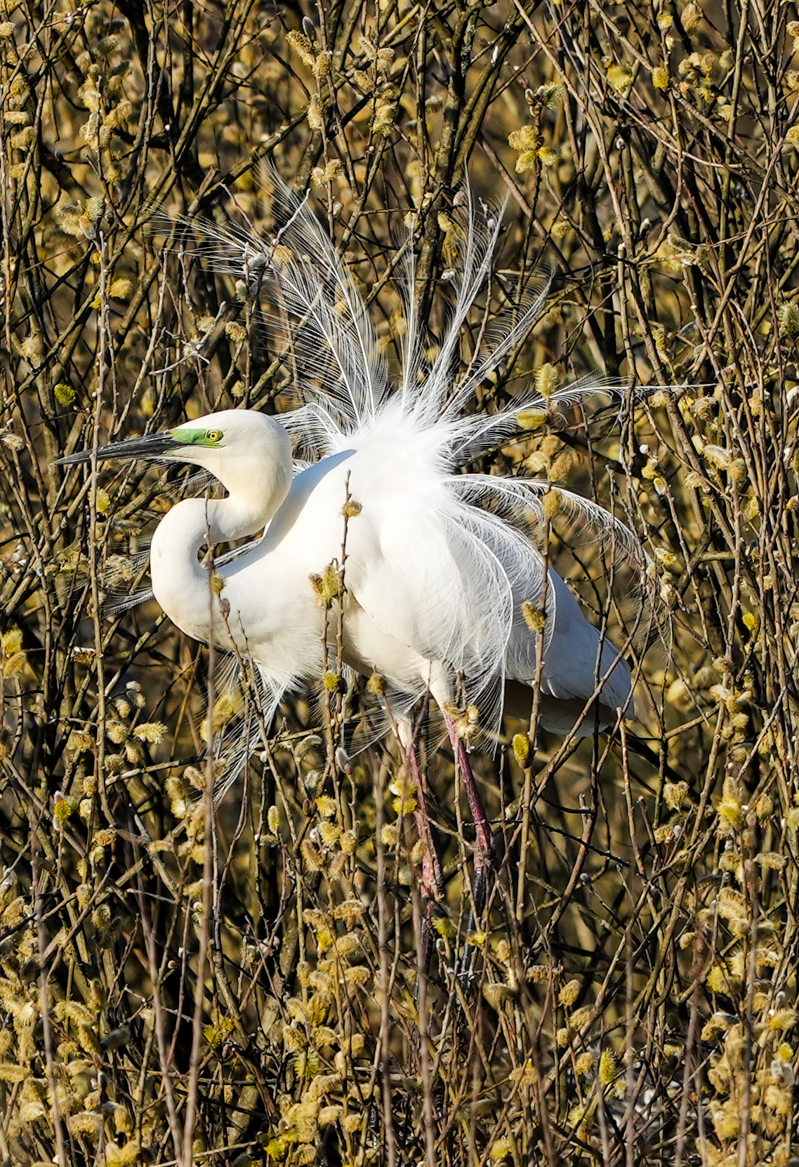 The season of love. White heron on gray willow.