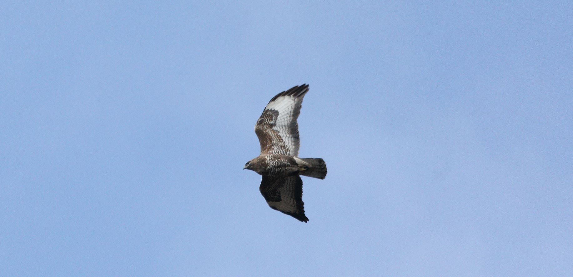 buzzard 06-03-2022