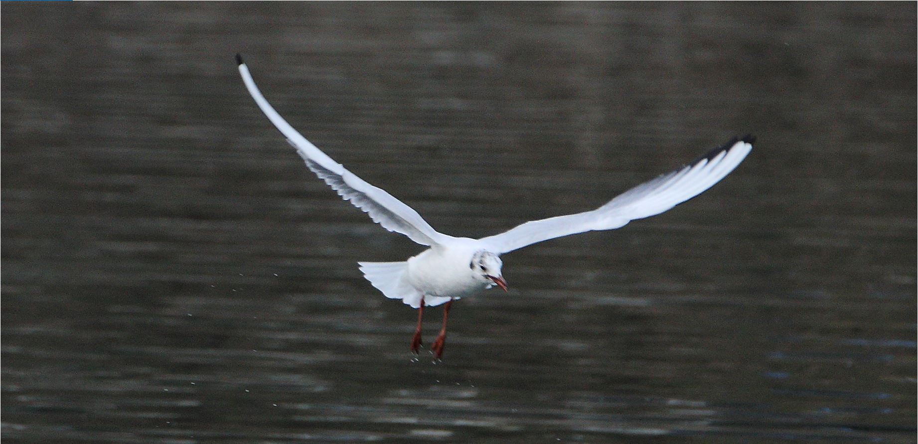 terrestrial gull 02-03-2022