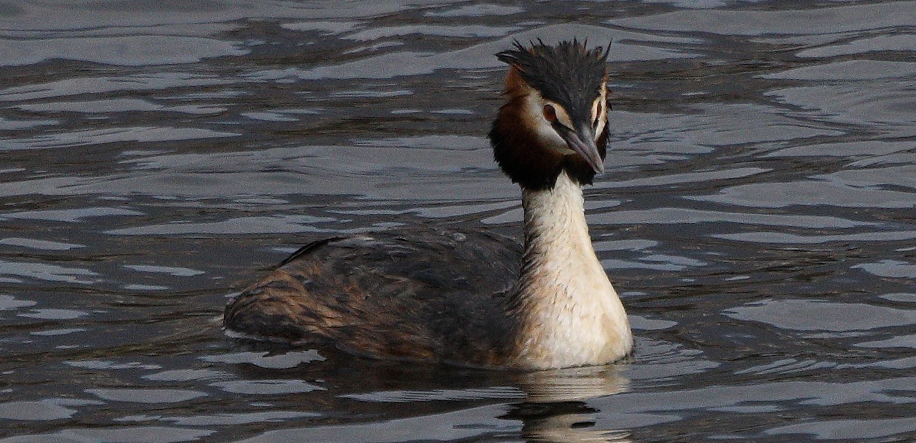 grebe 05-03-2022