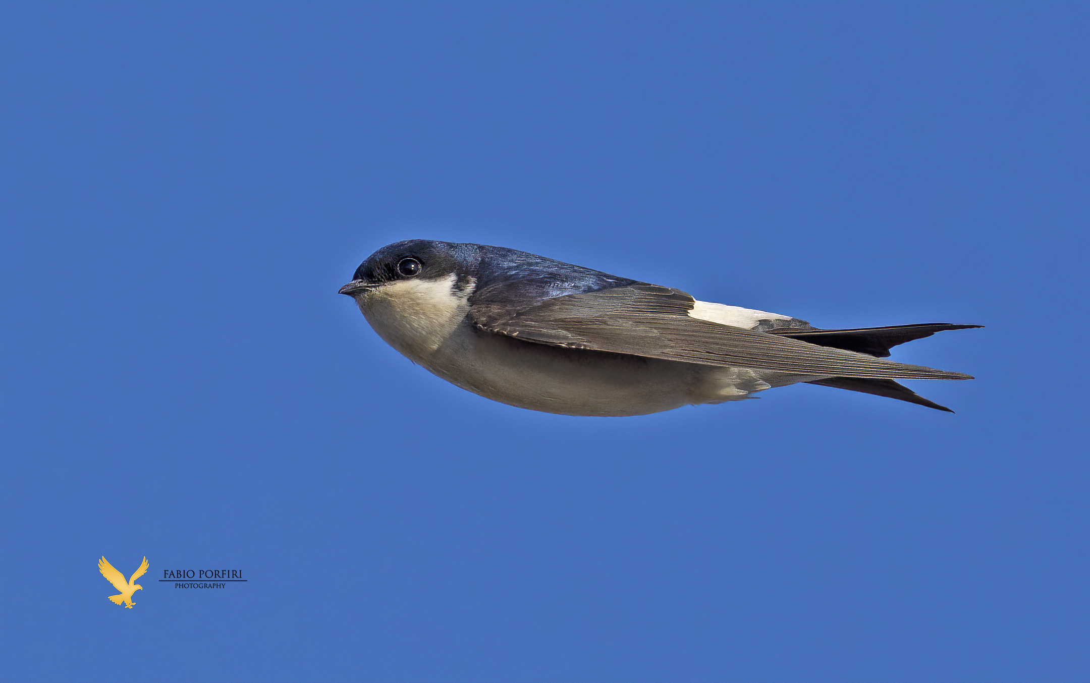 un piccolissimo razzo -balestruccio