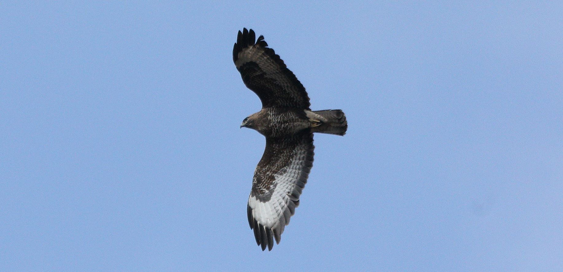 buzzard 06-03-2022