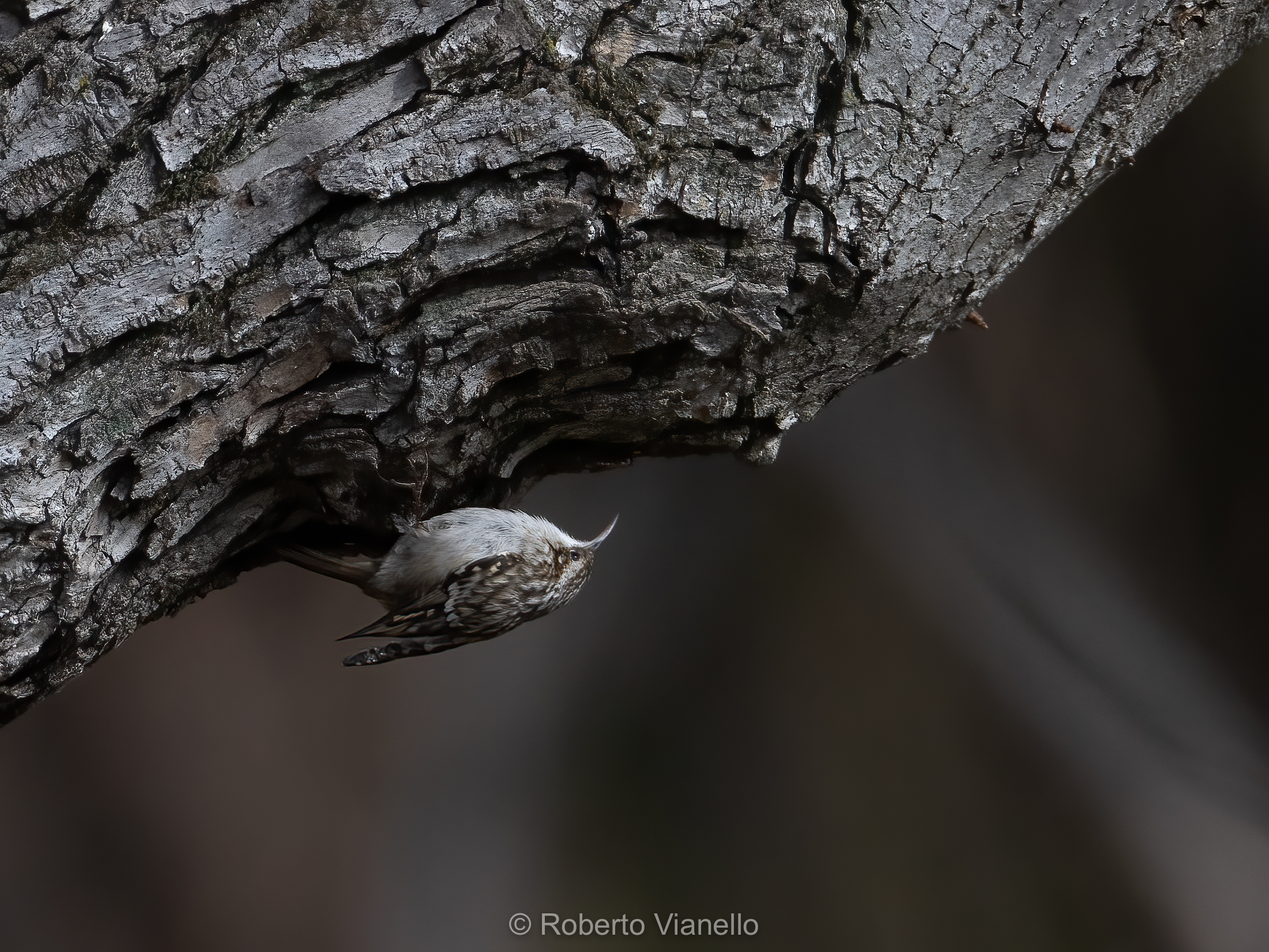 Rampichino comune (Certhia brachydactyla)