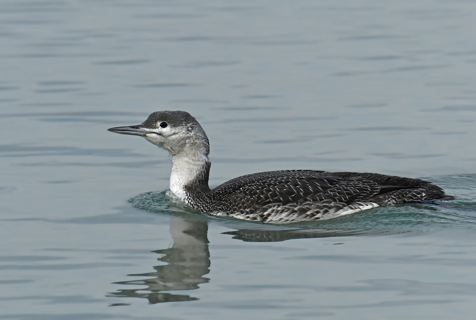 Red-throated diver