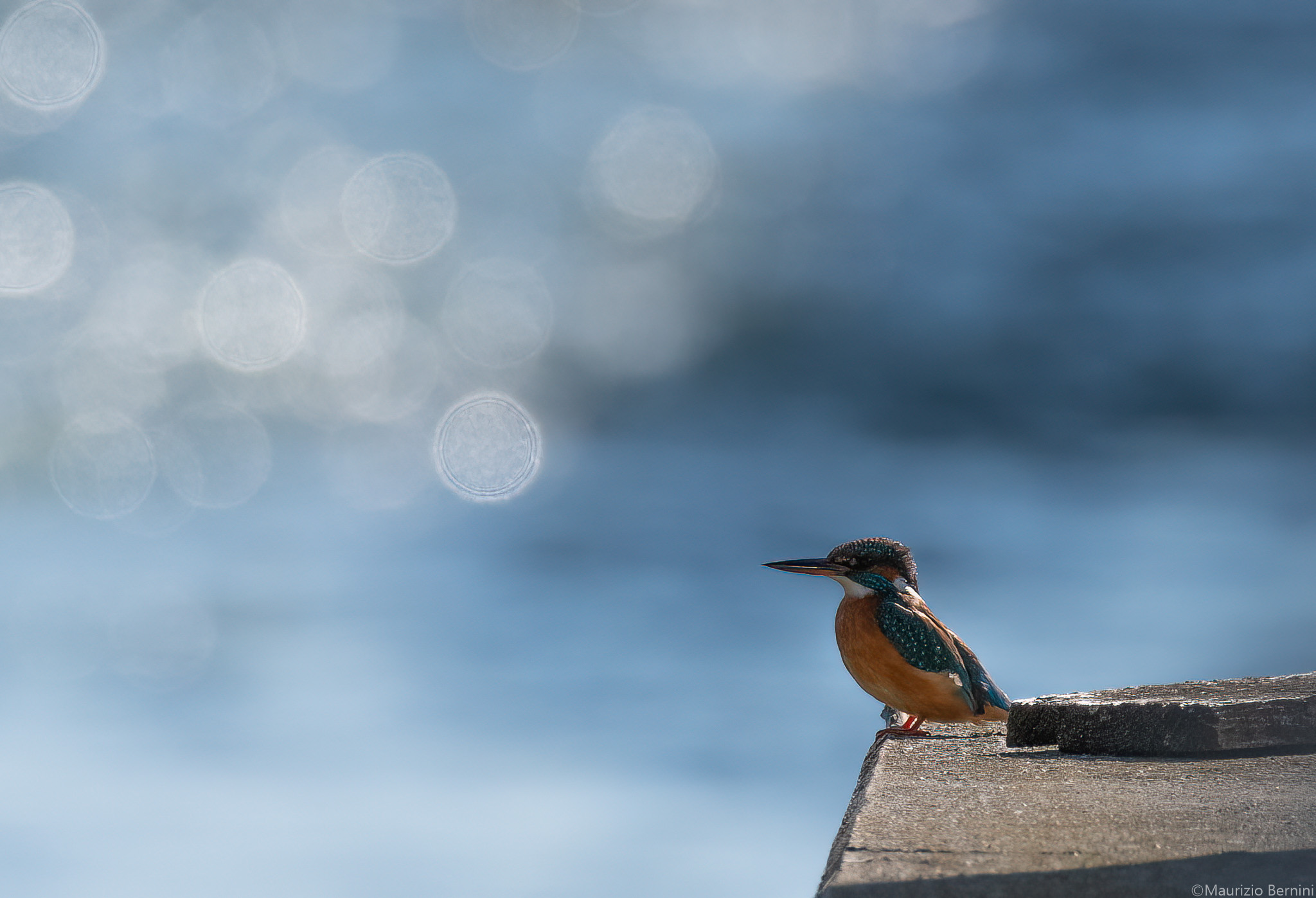 Kingfisher