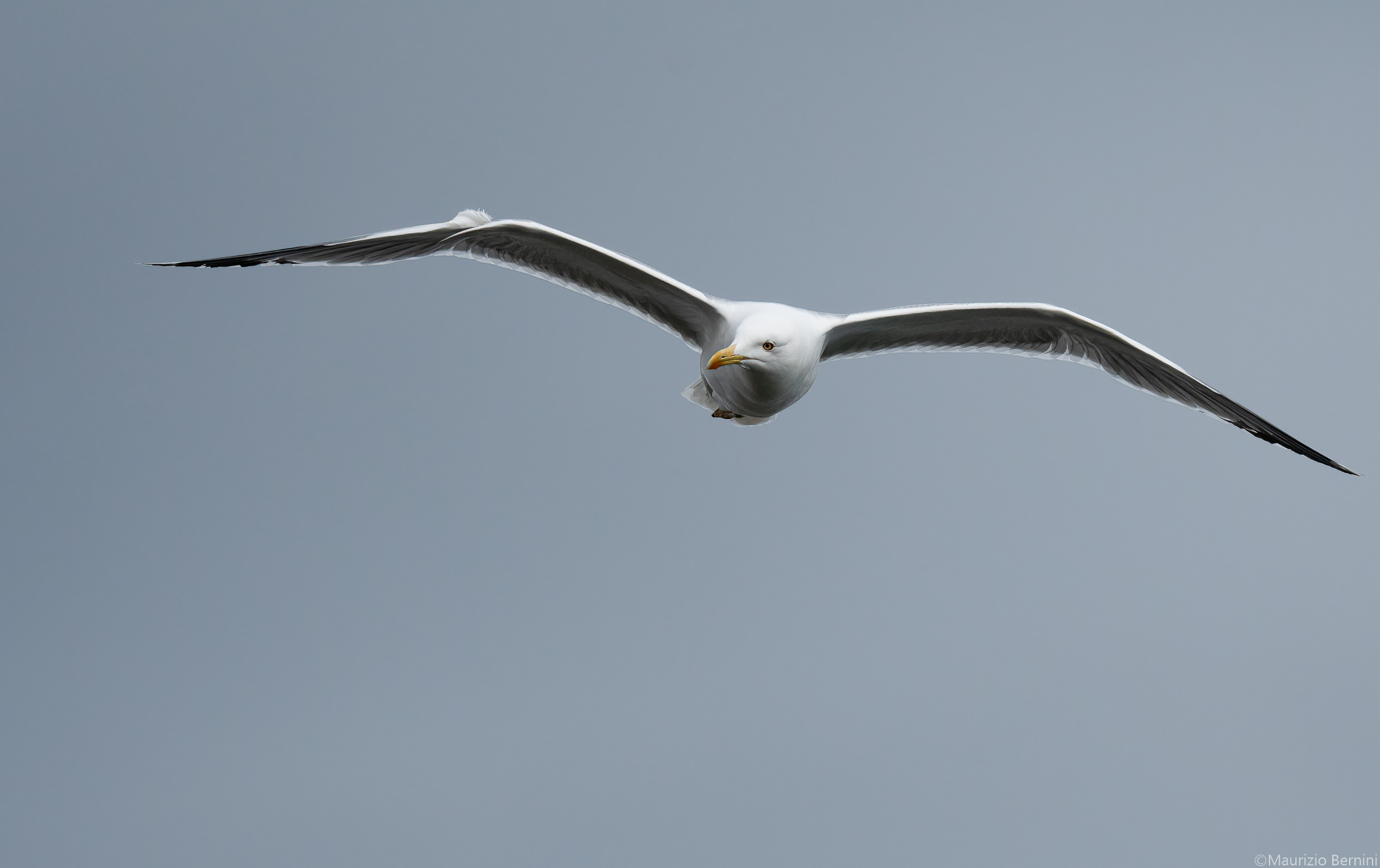 Seagull in flight