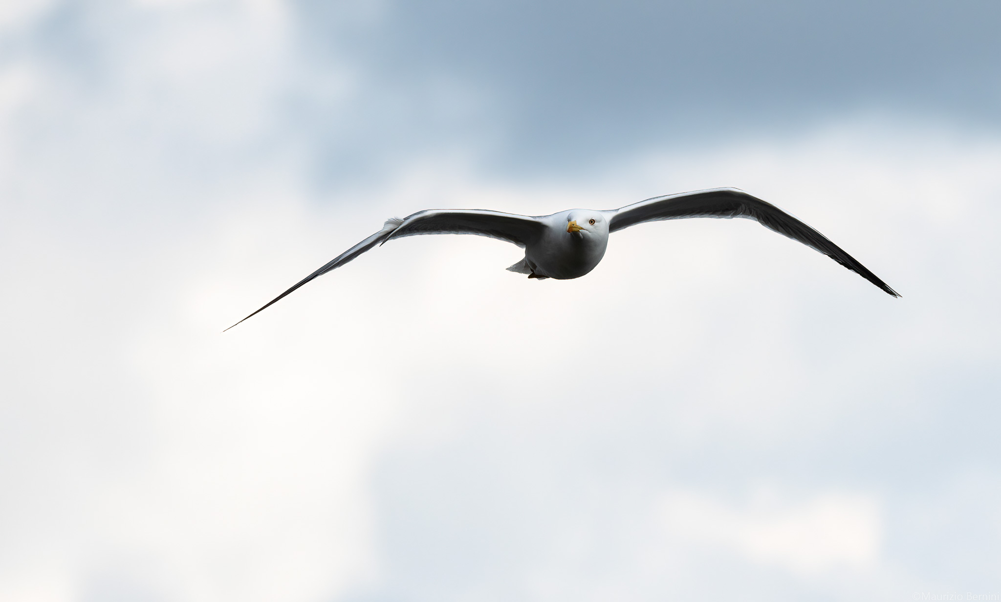 Seagull in flight