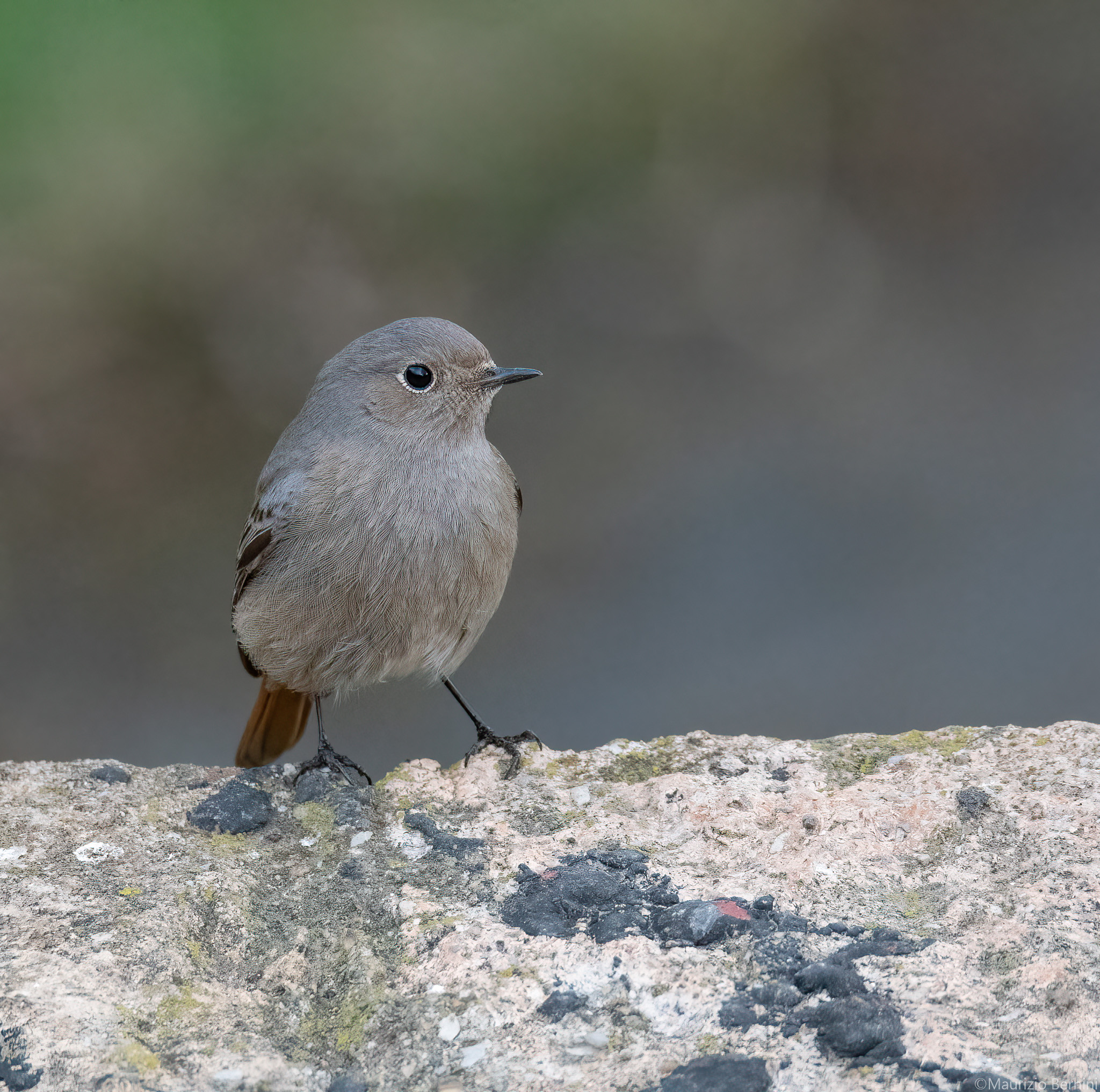 Redstart Female