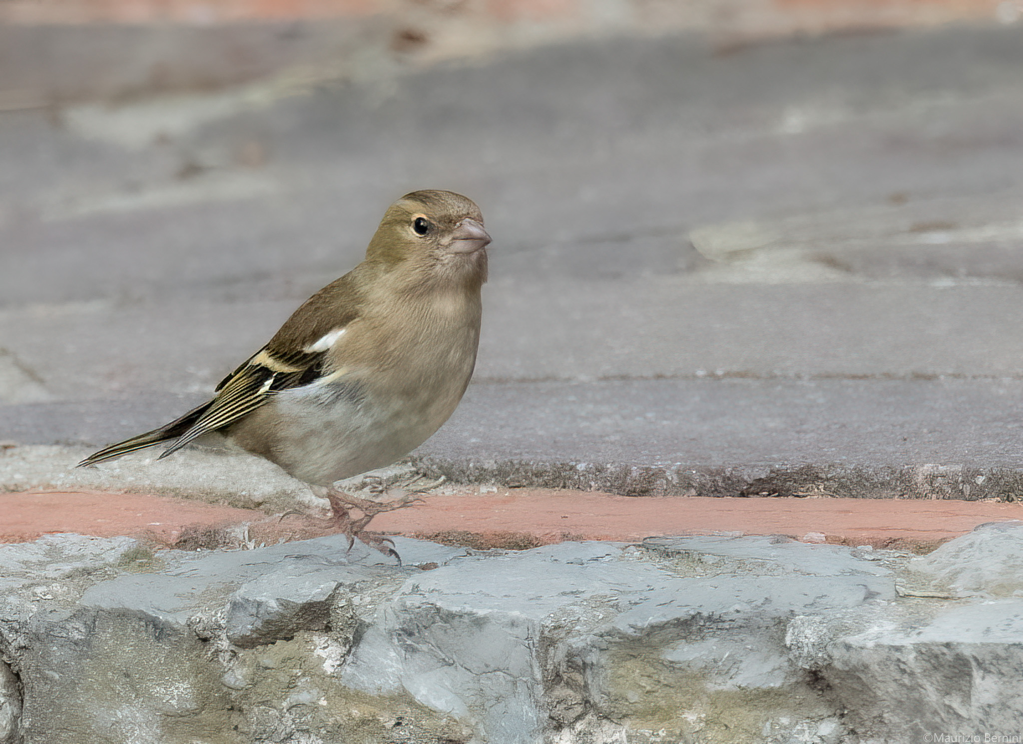 The Jump of the Chaffinch