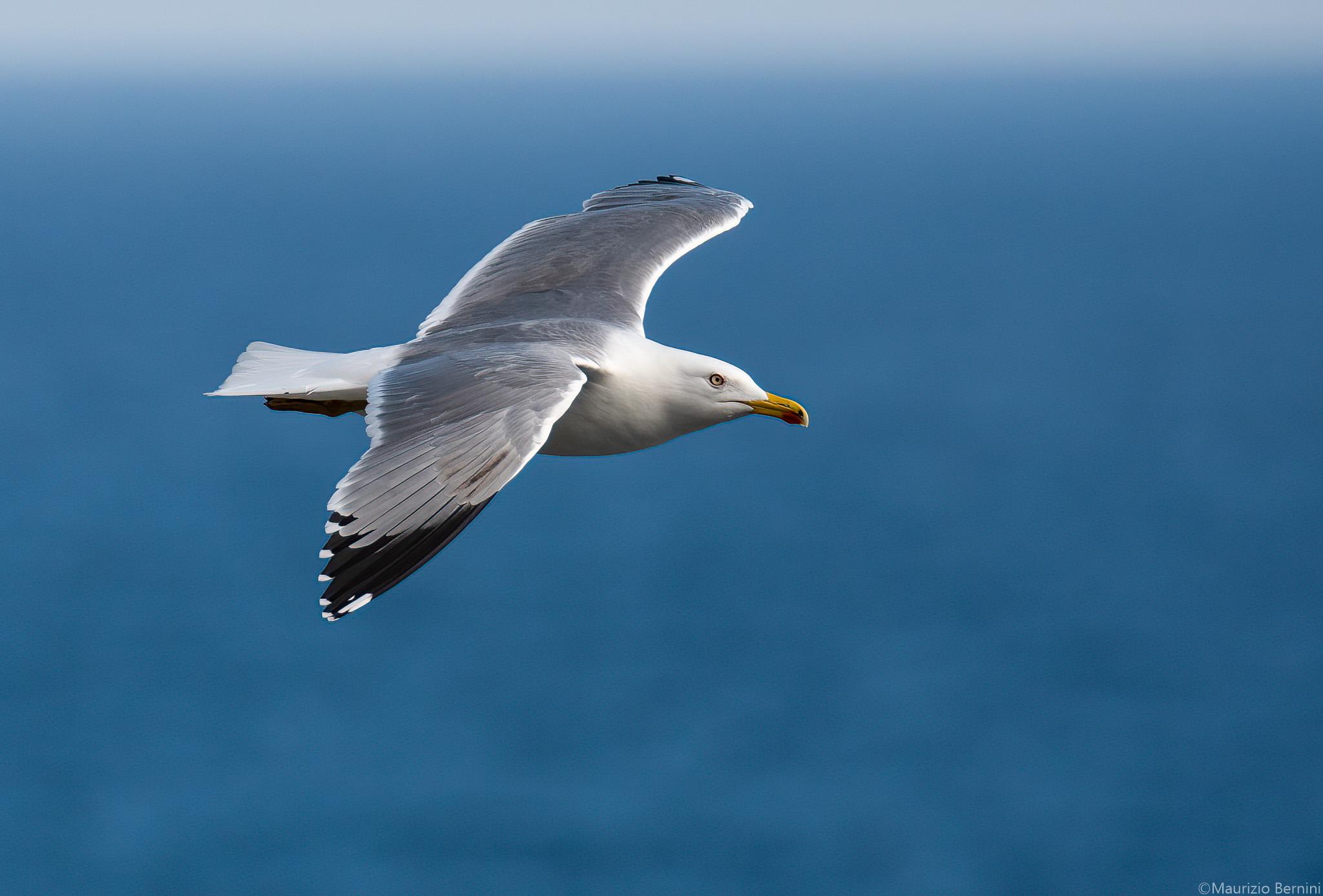 Seagull in flight