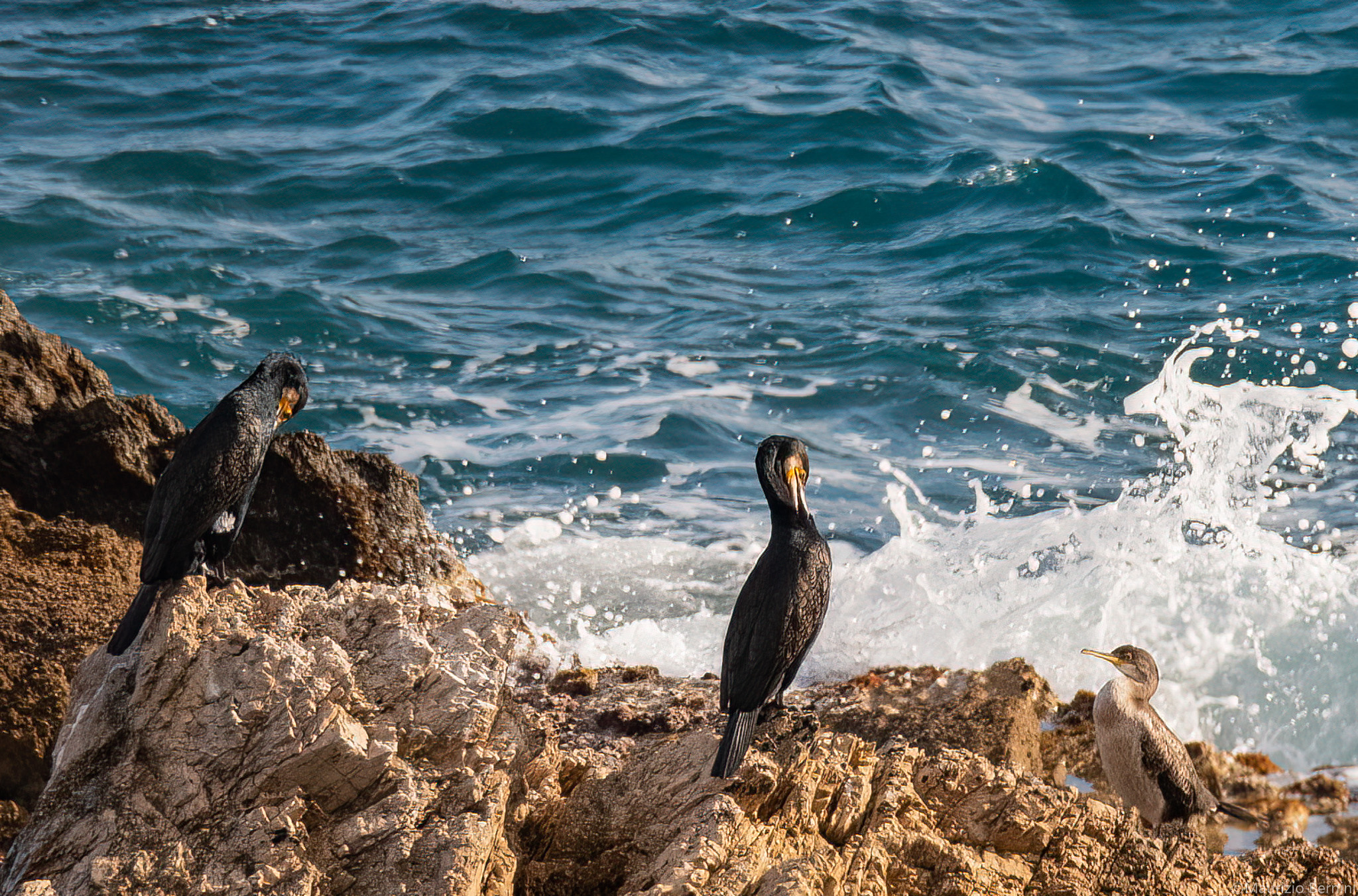 Cormorants and Marangone