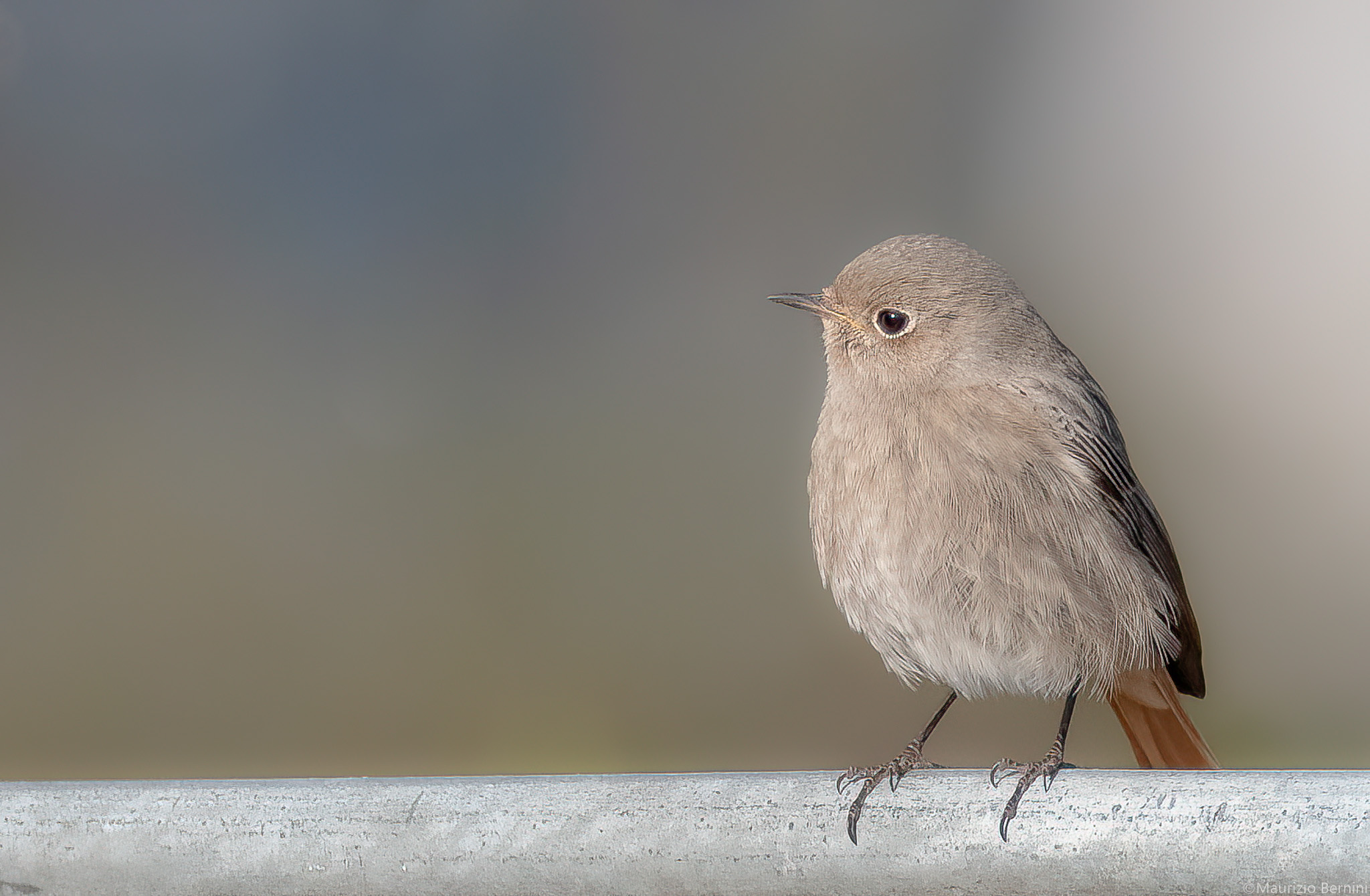 Redstart Female