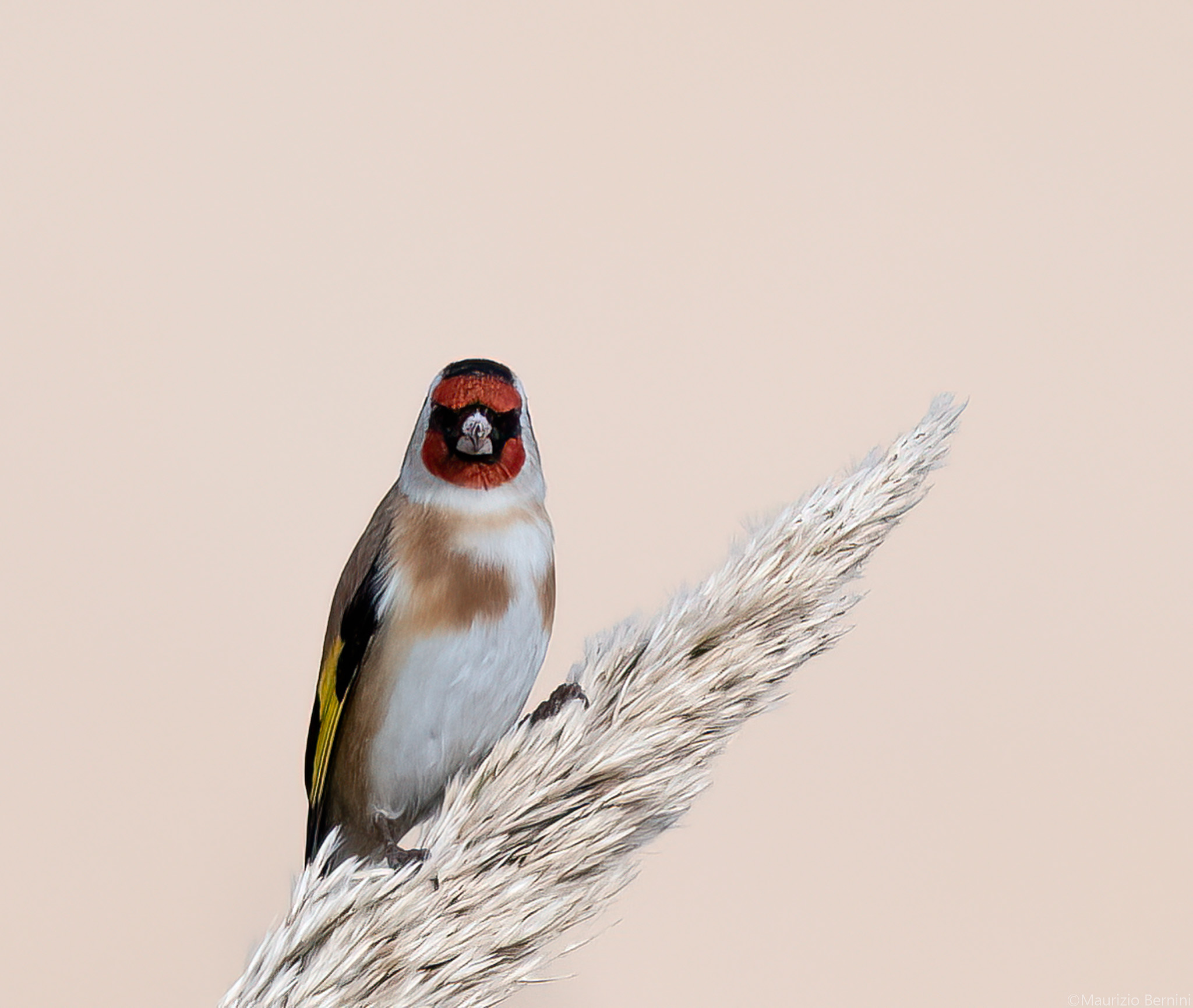 Goldfinch