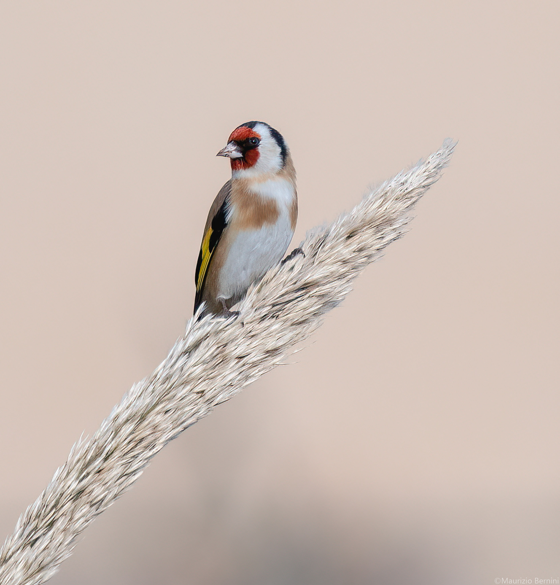 Goldfinch