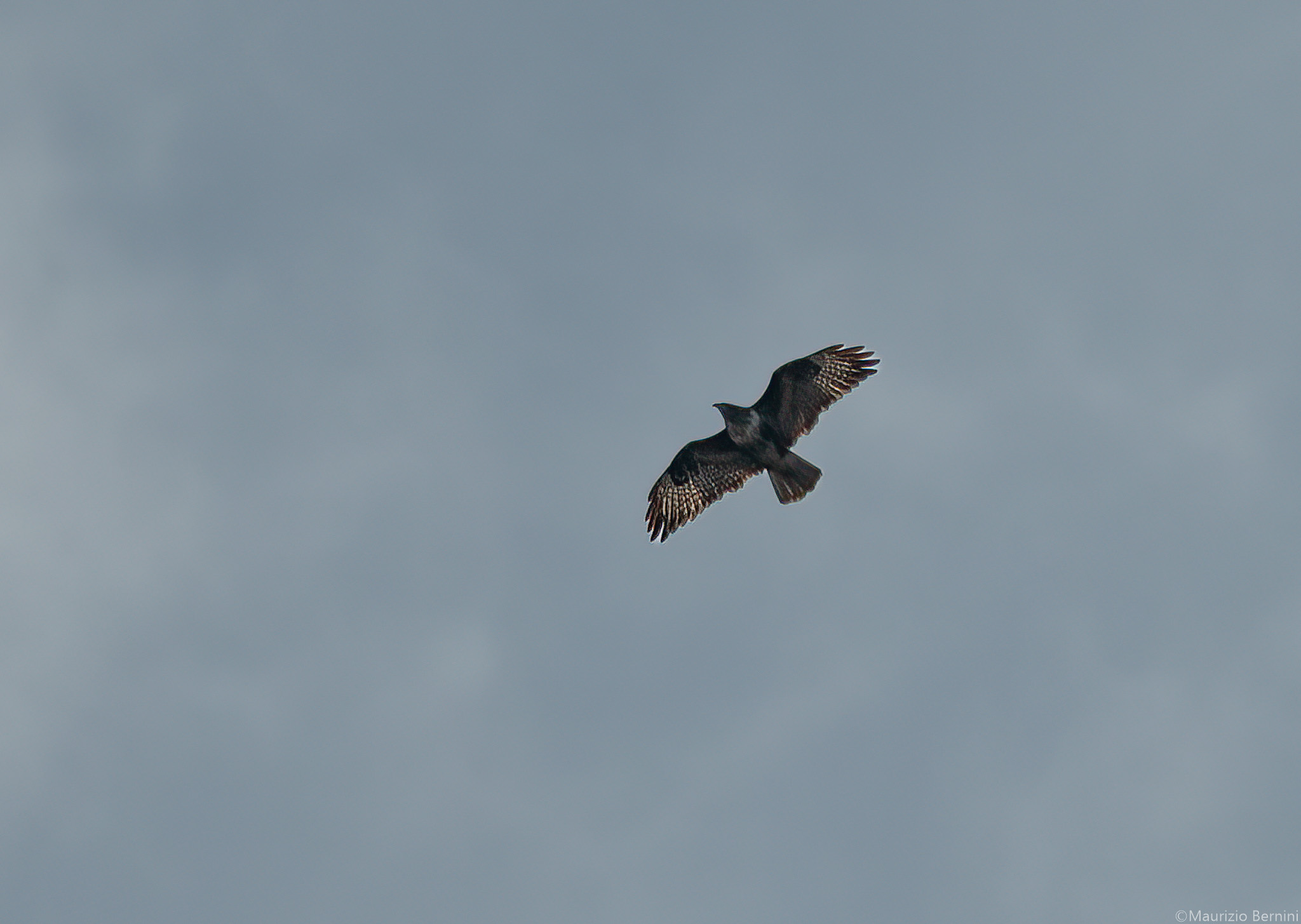 Far buzzard