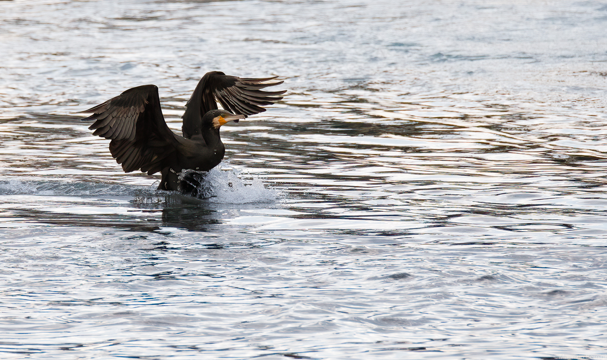 Cormorant landing