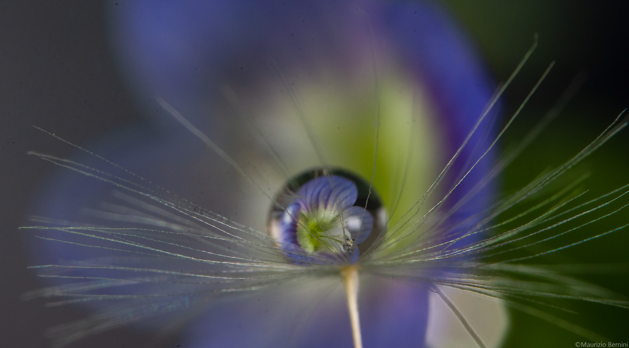 Gocce e fiori