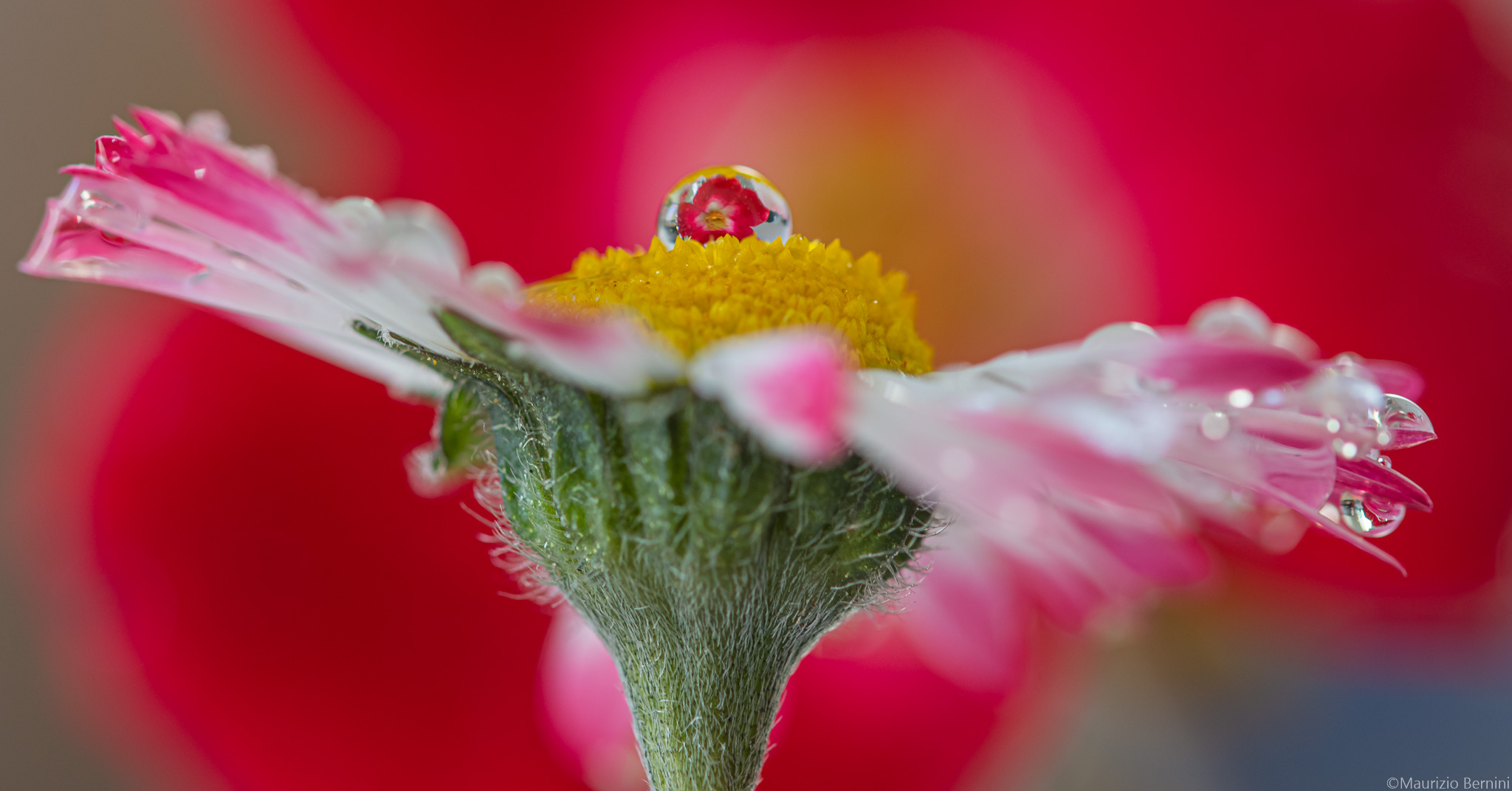 Gocce e fiori