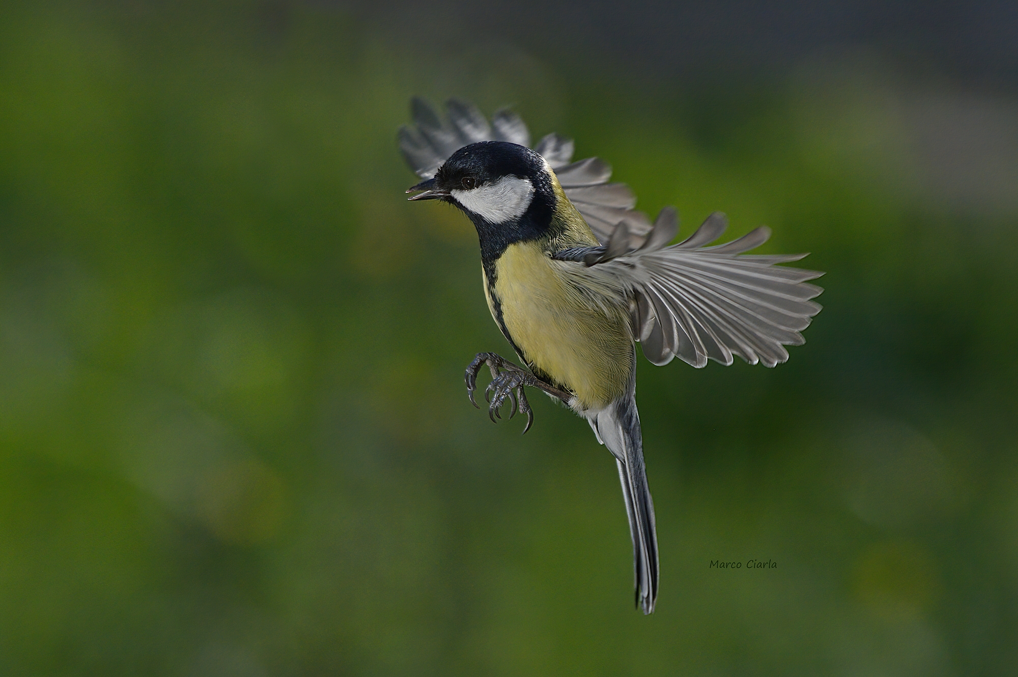Cinciallegra (Parus major)