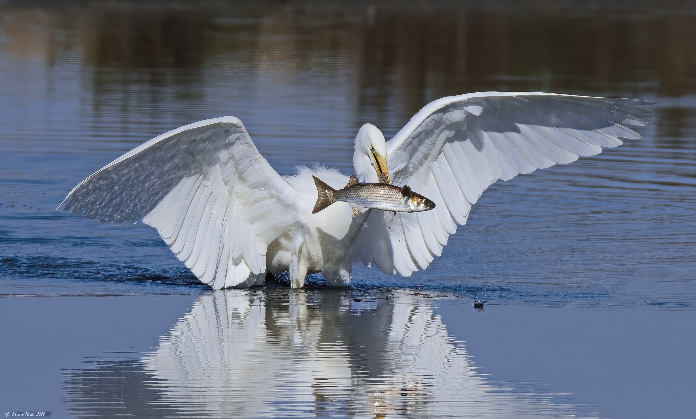 Great White Heron (Casmerodius albus)